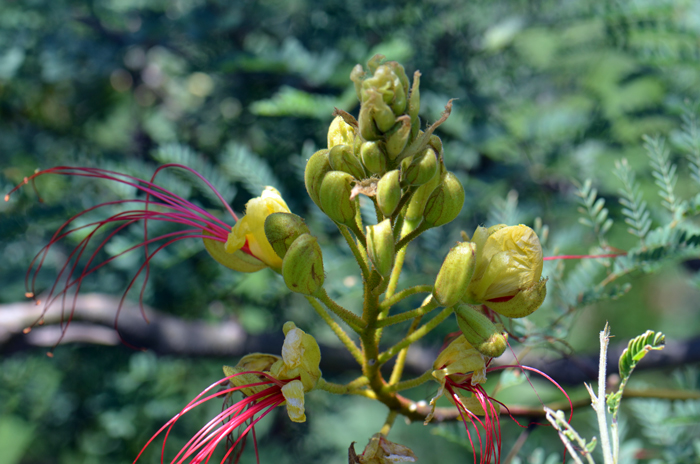 Bird-of-Paradise Shrub has 5 yellow petals with 10 pair of showy red stamen borne in racemes up to 8 inches long! Caesalpinia gilliesii 